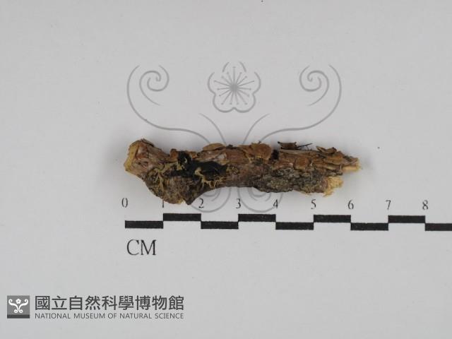 登錄號:F0013536藏品圖，第1張