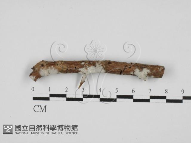 剛毛絲皮菌藏品圖，第1張