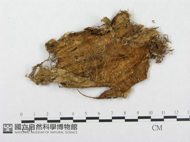 登錄號:F0008136藏品圖，第1張