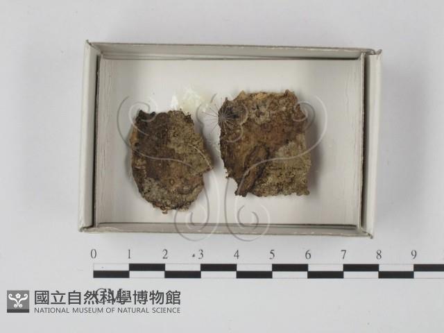 登錄號:F0018136藏品圖，第1張