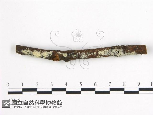 登錄號:F0000136藏品圖，第1張