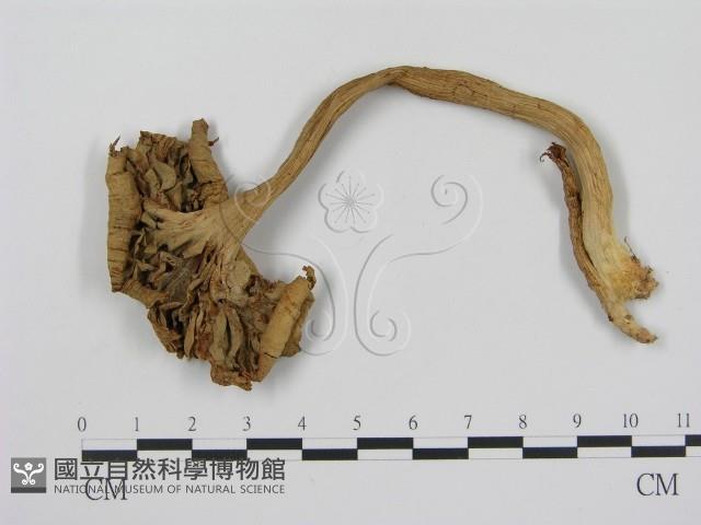 登錄號:F0010136藏品圖，第1張