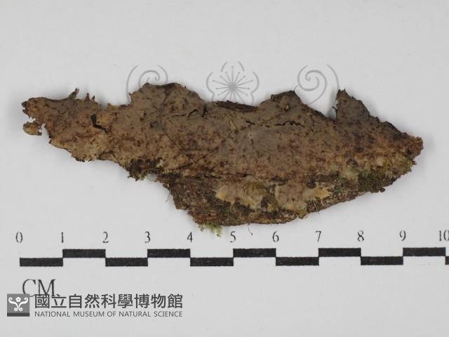 登錄號:F0030136藏品圖，第1張