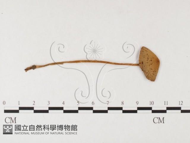 登錄號:F0026136藏品圖，第1張