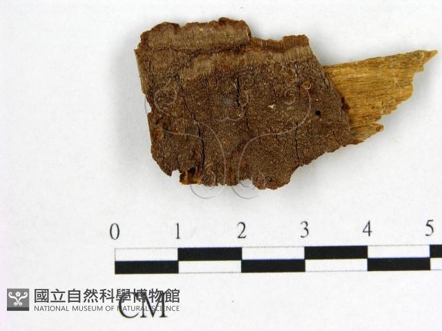 登錄號:F0006136藏品圖，第1張