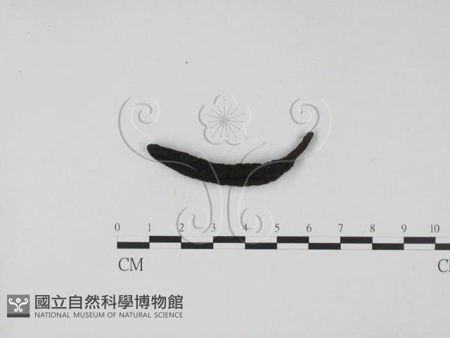 登錄號:F0001136藏品圖，第1張