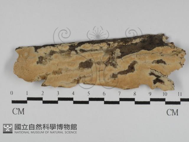 絲齒菌屬藏品圖，第1張