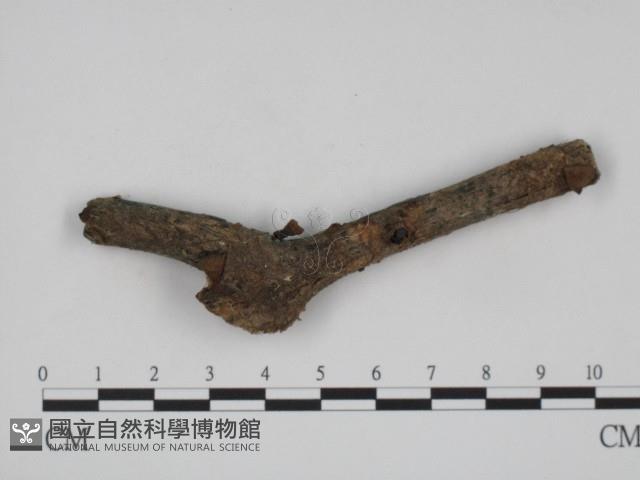 登錄號:F0004136藏品圖，第1張