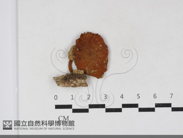 登錄號:F0034136藏品圖，第1張