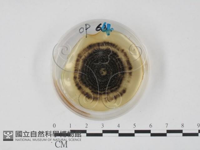 登錄號:F0022136藏品圖，第1張