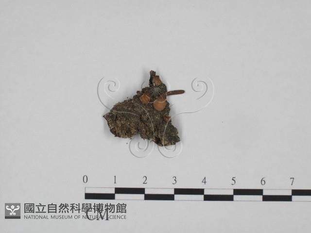 登錄號:F0002136藏品圖，第1張