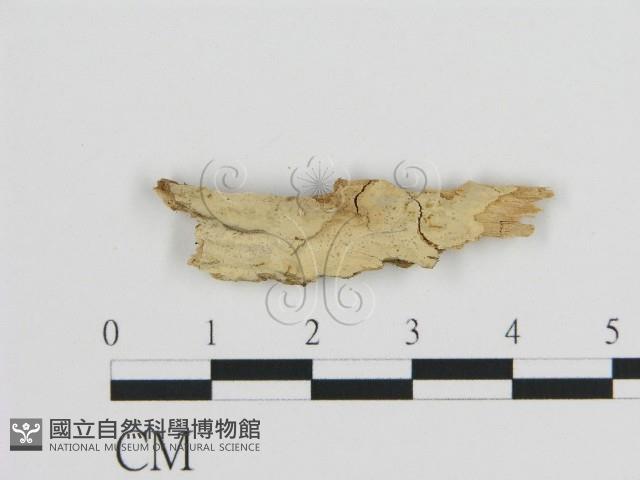 絲皮菌屬藏品圖，第1張