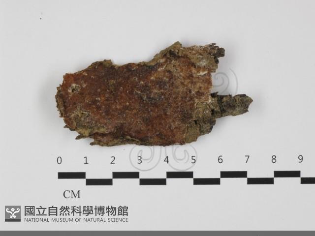 登錄號:F0032136藏品圖，第1張
