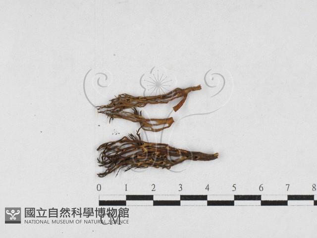 登錄號:F0027136藏品圖，第1張