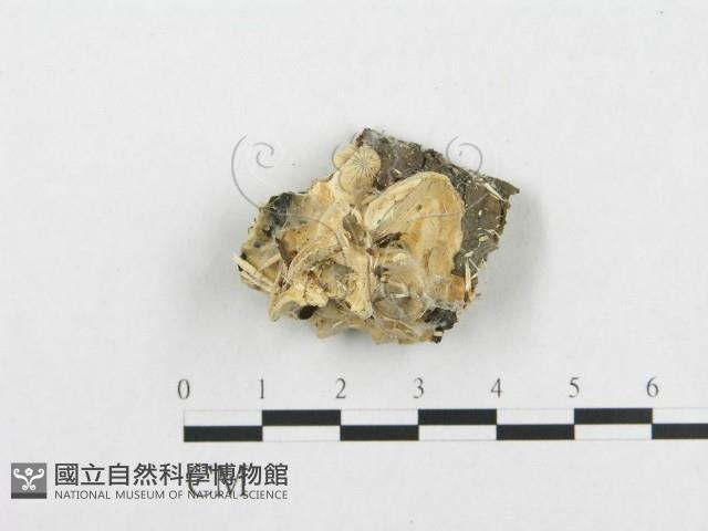 登錄號:F0007136藏品圖，第1張