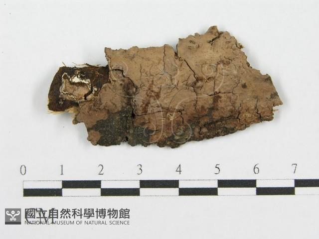 筍殼菌屬藏品圖，第1張