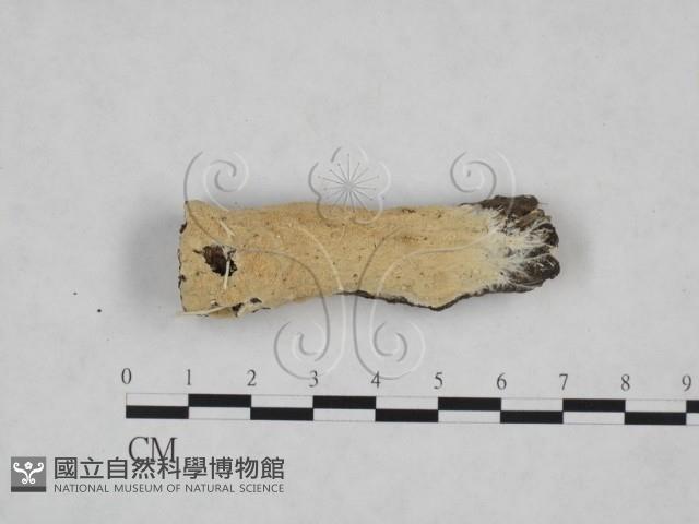 齒耳菌屬藏品圖，第1張