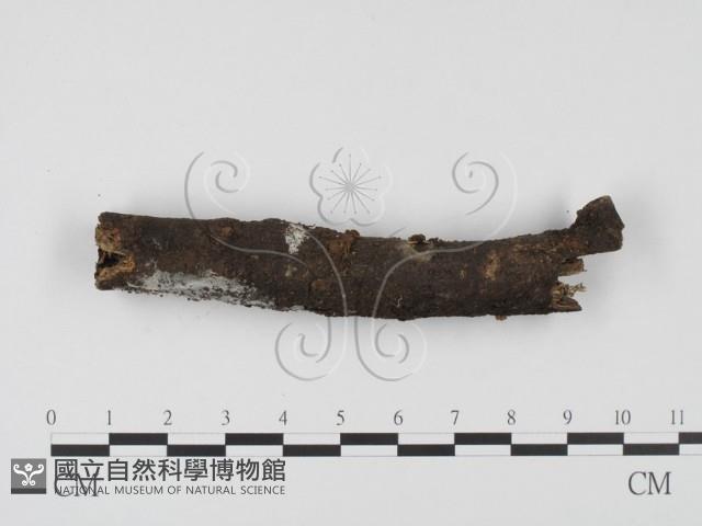 登錄號:F0005136藏品圖，第1張
