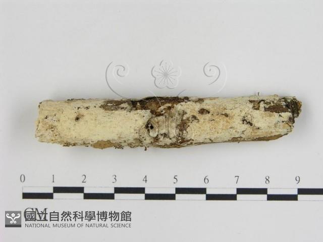 登錄號:F0015136藏品圖，第1張