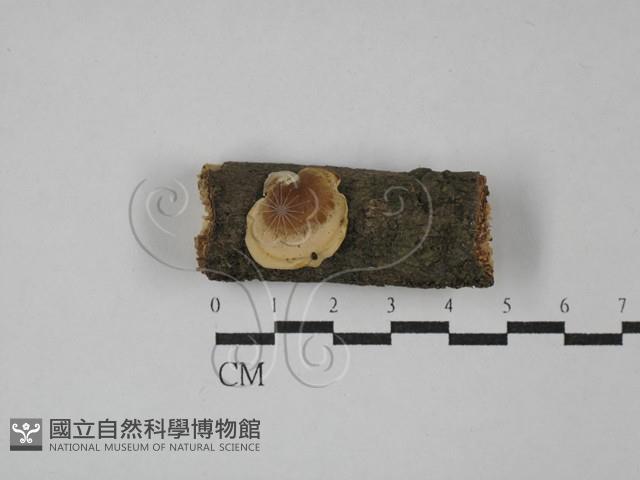 多孔菌屬藏品圖，第1張