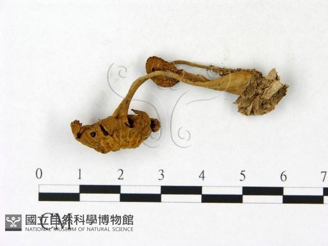 盔孢傘屬藏品圖，第1張