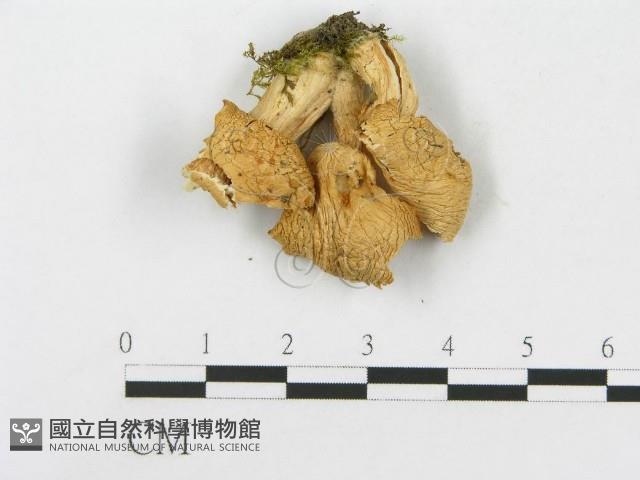 登錄號:F0013136藏品圖，第1張