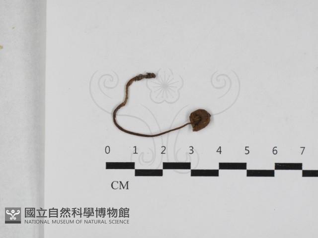 登錄號:F0033136藏品圖，第1張