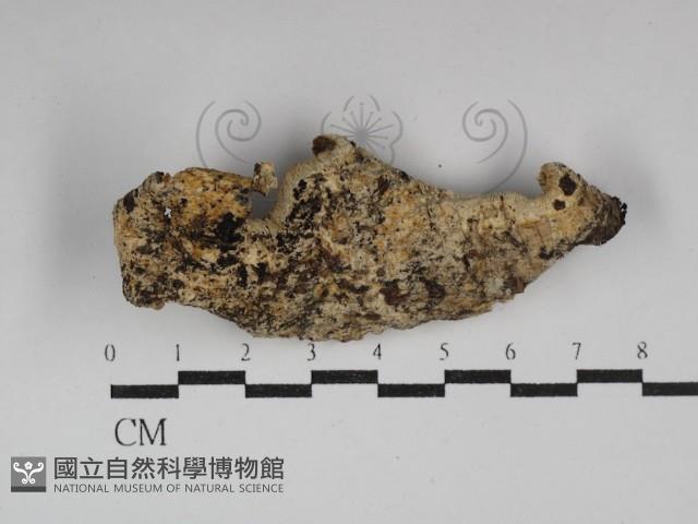硬孔菌屬藏品圖，第1張