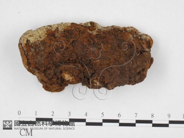 登錄號:F0026036藏品圖，第1張