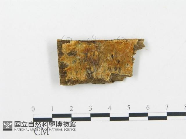 登錄號:F0006036藏品圖，第1張