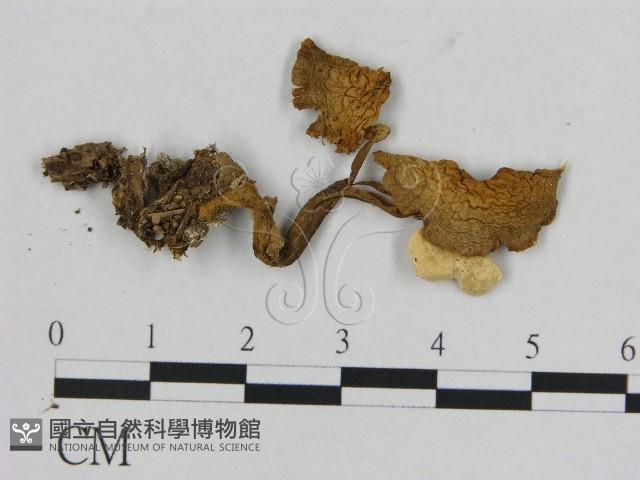 登錄號:F0016036藏品圖，第1張