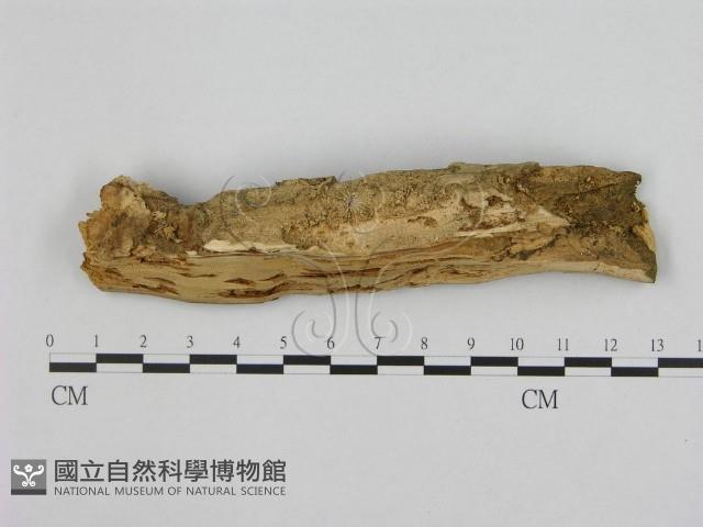 銳孔菌屬藏品圖，第1張