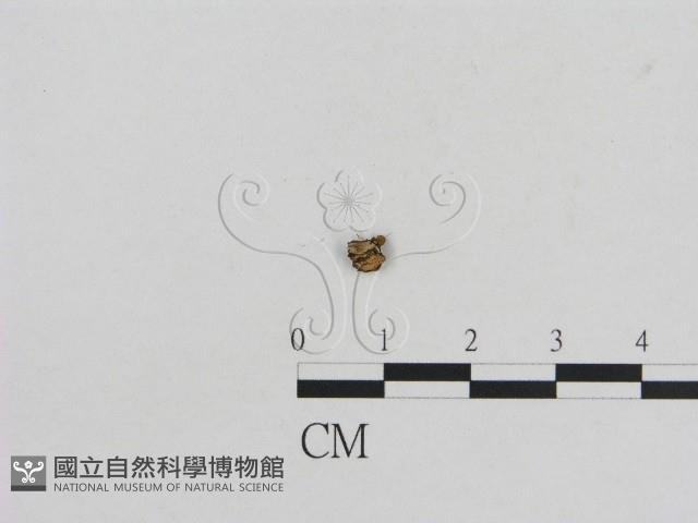 小菇屬藏品圖，第1張