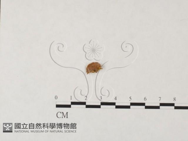 登錄號:F0024036藏品圖，第1張