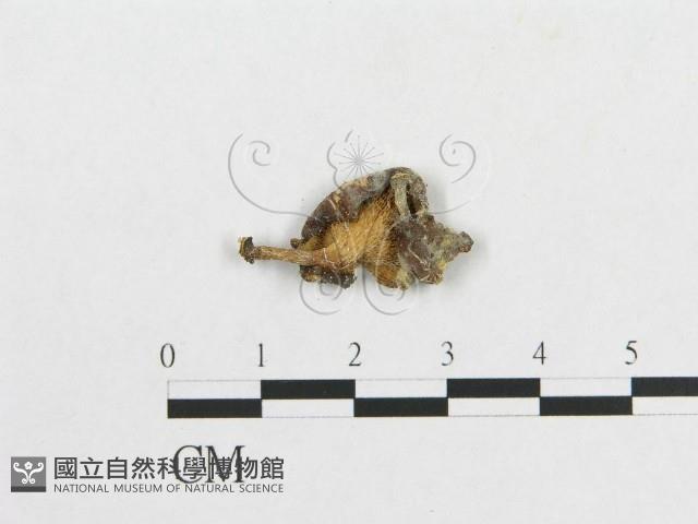 多孔菌屬藏品圖，第1張