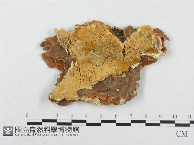 登錄號:F0014036藏品圖，第1張