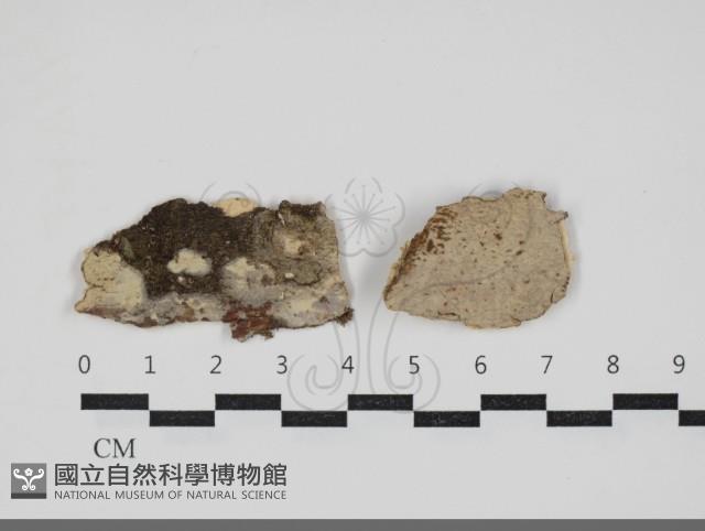 登錄號:F0034036藏品圖，第1張