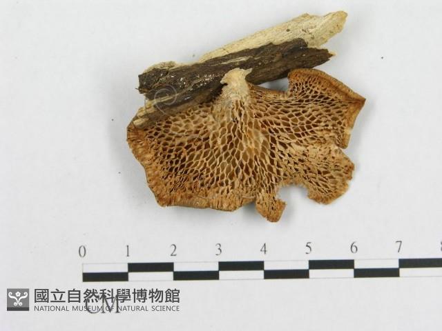 登錄號:F0012036藏品圖，第1張