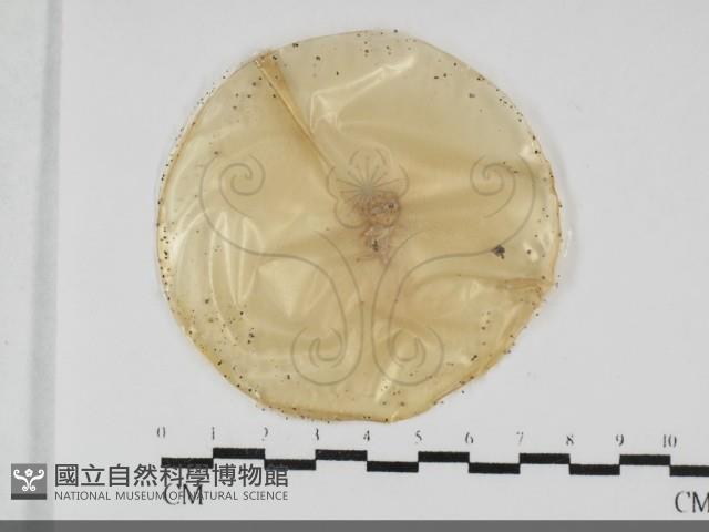 登錄號:F0032036藏品圖，第1張