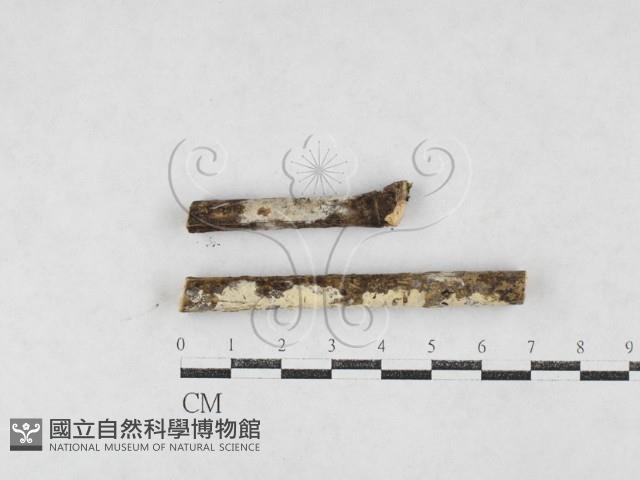 登錄號:F0027036藏品圖，第1張