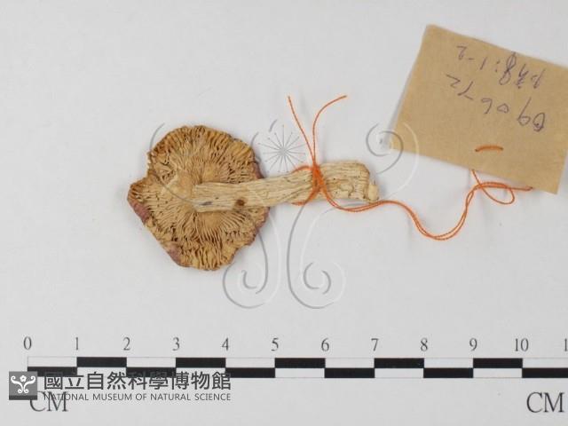 紅菇屬藏品圖，第1張