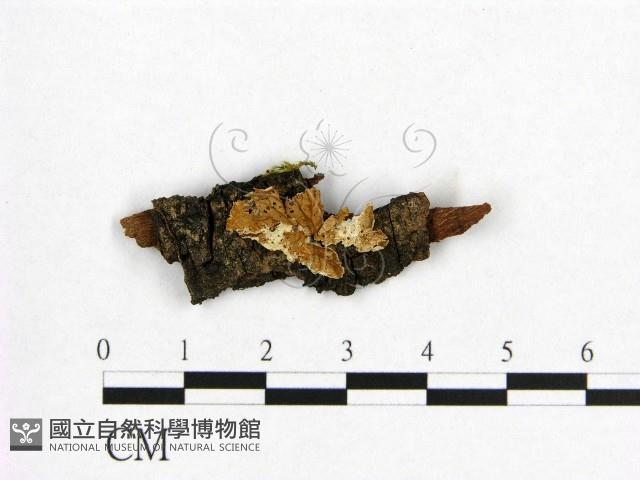 登錄號:F0005036藏品圖，第1張