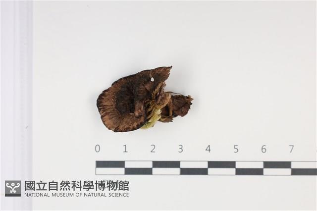 登錄號:F0035036藏品圖，第1張