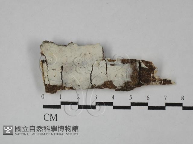 登錄號:F0029036藏品圖，第1張