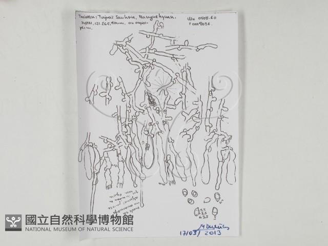 冇骨消絲齒菌藏品圖，第3張