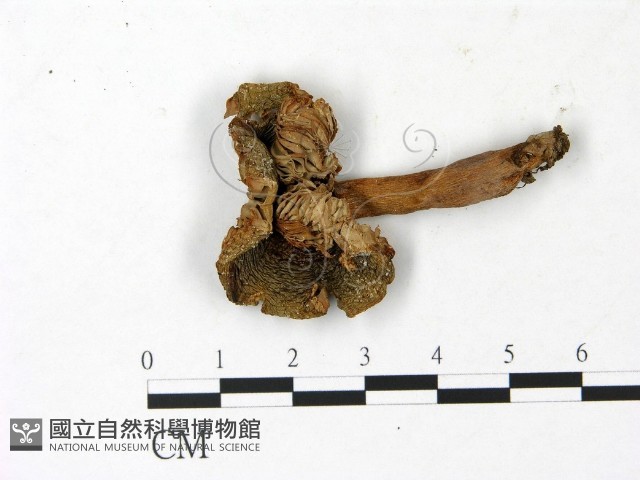 登錄號:F0023036藏品圖，第1張