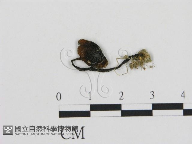 登錄號:F0003036藏品圖，第1張