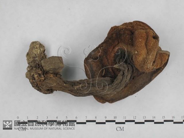 登錄號:F0013036藏品圖，第1張