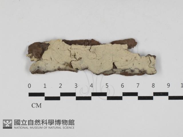 登錄號:F0033036藏品圖，第1張