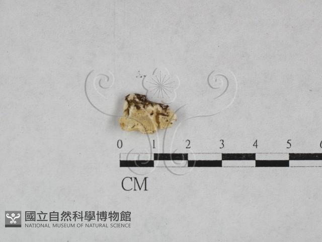 登錄號:F0028336藏品圖，第1張